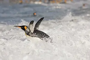 Panic: Antarctica, South Georgia Island (UK), King