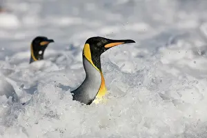 Andrews: Antarctica, South Georgia Island (UK), King