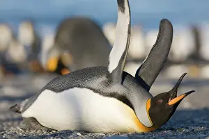 Andrews: Antarctica, South Georgia Island (UK), King