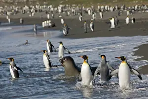 Leonina: Antarctica, South Georgia Island (UK), King