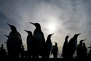 Towering: Antarctica, South Georgia Island (UK), King