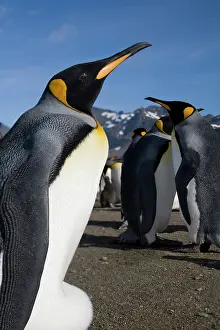 Andrews: Antarctica, South Georgia Island (UK), King