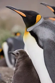 Nurturing: Antarctica, South Georgia Island (UK), King