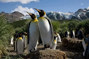 Tussock: Antarctica, South Georgia Island (UK), King