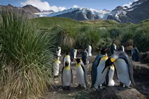 Tussock: Antarctica, South Georgia Island (UK), King