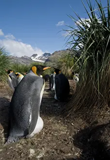Rookery: Antarctica, South Georgia Island (UK), King
