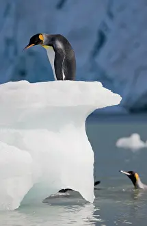 Patagonicus: Antarctica, South Georgia Island (UK), King