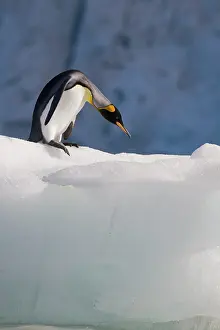 Patagonicus: Antarctica, South Georgia Island (UK), King