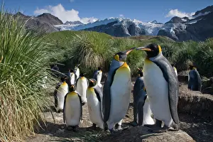 Georgia: Antarctica, South Georgia Island (UK), King