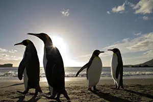 Cooper: Antarctica, South Georgia Island (UK), King
