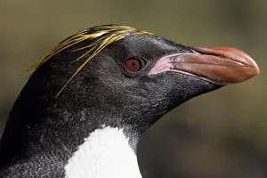 Macaroni: Antarctica, South Georgia Island (UK), Macaroni