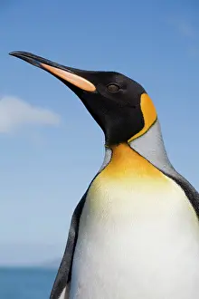 Individuality: Antarctica, South Georgia Island (UK), Portrait