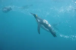Flipper: Antarctica, South Georgia Island (UK), Underwater
