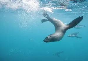 Flipper: Antarctica, South Georgia Island (UK), Underwater