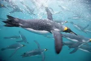 Flipper: Antarctica, South Georgia Island (UK), Underwater