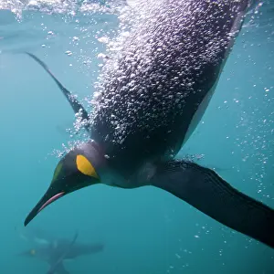 Frigid: Antarctica, South Georgia Island (UK), Underwater