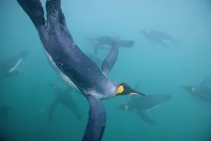 Frigid: Antarctica, South Georgia Island (UK), Underwater