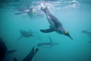 Frigid: Antarctica, South Georgia Island (UK), Underwater