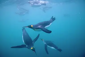 Frigid: Antarctica, South Georgia Island (UK), Underwater