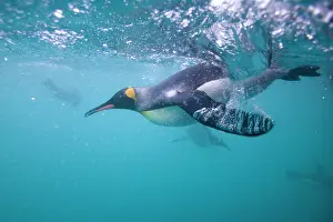 Frigid: Antarctica, South Georgia Island (UK), Underwater