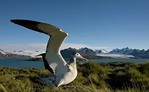 Wandering: Antarctica, South Georgia Island (UK), Wandering