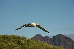 Wandering: Antarctica, South Georgia Island (UK), Wandering