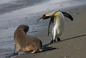 Andrews: Antarctica, South Georgia Island (UK)King