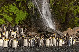 South Georgia: Antarctica, South Georgia. Mountain waterfall and penguins