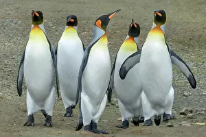 Pole: Antarctica, South Georgia, snow, ice, winter, king