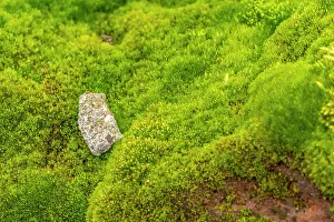 Moss: Antarctica, South Orkney Islands, Signy Island. Mossy