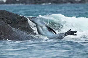 Deception: Antarctica, South Shetland Island, Leopard