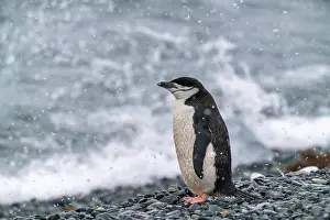 Wave: Antarctica, South Shetland Islands, Half Moon Island