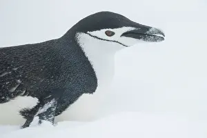 Snowing: Antarctica, South Shetland Islands, Half Moon Bay. Chinstrap