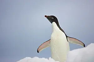 Grall: Antarctica, South Shetland Islands. An adult