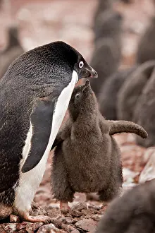 Grall: Antarctica, South Shetland Islands. A brown