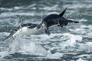 Deception: Antarctica, South Shetland Islands, Chinstrap