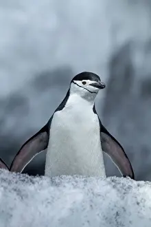 Deception: Antarctica, South Shetland Islands, Chinstrap
