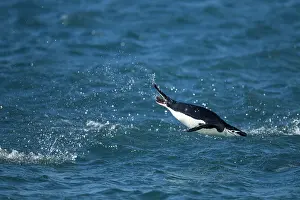 Deception: Antarctica, South Shetland Islands, Chinstrap