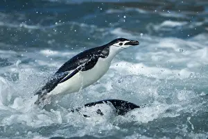 Deception: Antarctica, South Shetland Islands, Chinstrap