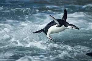 Deception: Antarctica, South Shetland Islands, Chinstrap