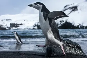 Deception: Antarctica, South Shetland Islands, Chinstrap