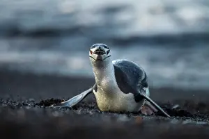 Deception: Antarctica, South Shetland Islands, Chinstrap
