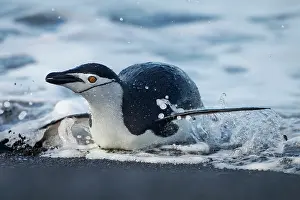 Deception: Antarctica, South Shetland Islands, Chinstrap