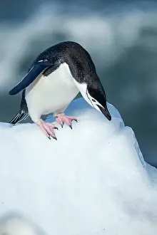 Deception: Antarctica, South Shetland Islands, Chinstrap