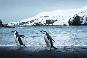 Deception: Antarctica, South Shetland Islands, Chinstrap