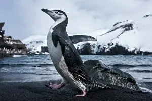 Deception: Antarctica, South Shetland Islands, Chinstrap
