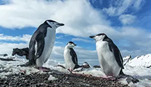 Deception: Antarctica, South Shetland Islands, Chinstrap