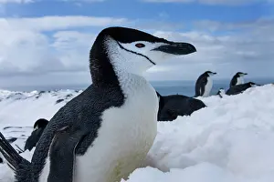 Deception: Antarctica, South Shetland Islands, Chinstrap