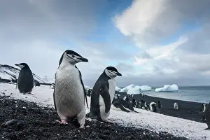 Deception: Antarctica, South Shetland Islands, Chinstrap