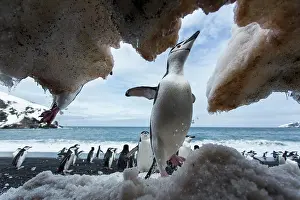 Deception: Antarctica, South Shetland Islands, Chinstrap